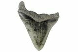 Fossil Megalodon Tooth - South Carolina #166089-2